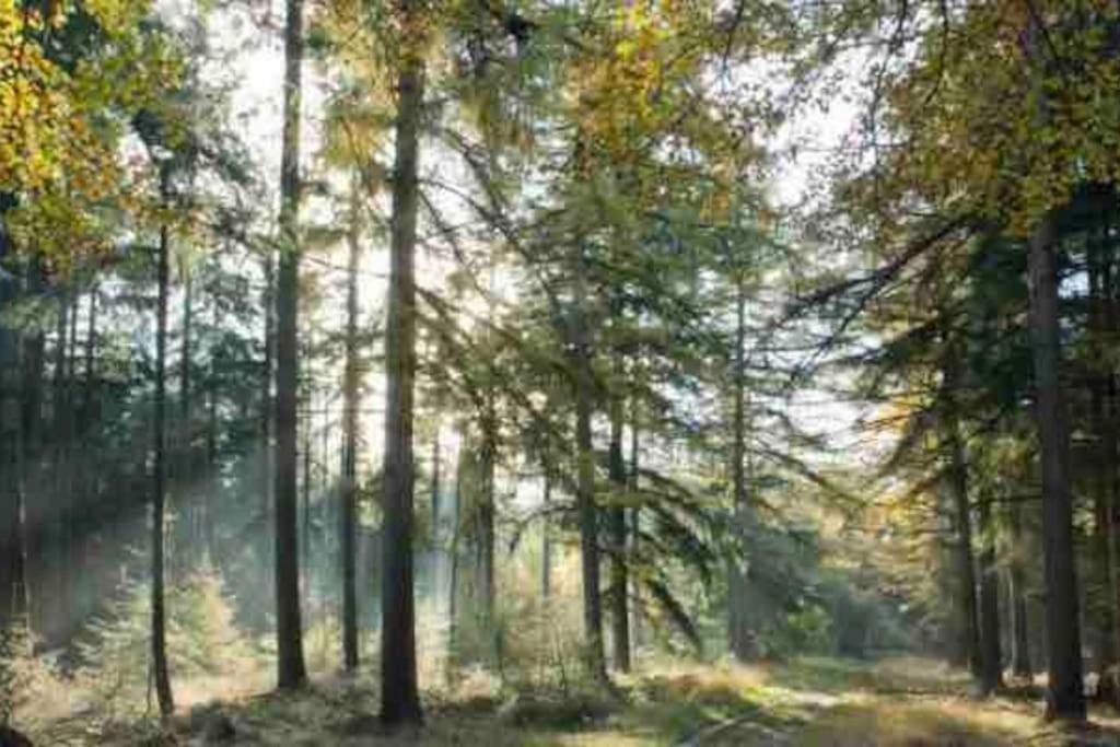 Chalet Midden In De Natuur! Anloo Экстерьер фото